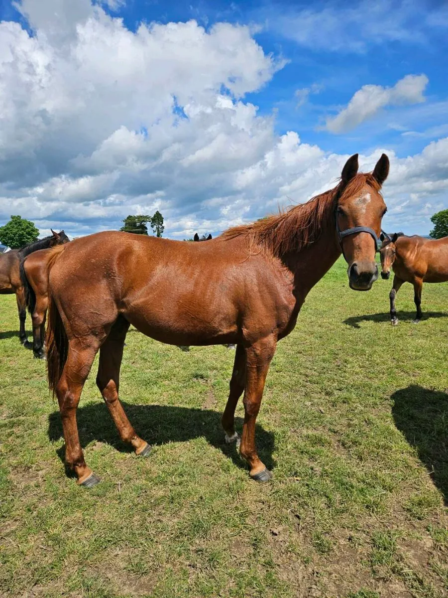 3 and 4 Year Old El Slavador Fillies - Image 1