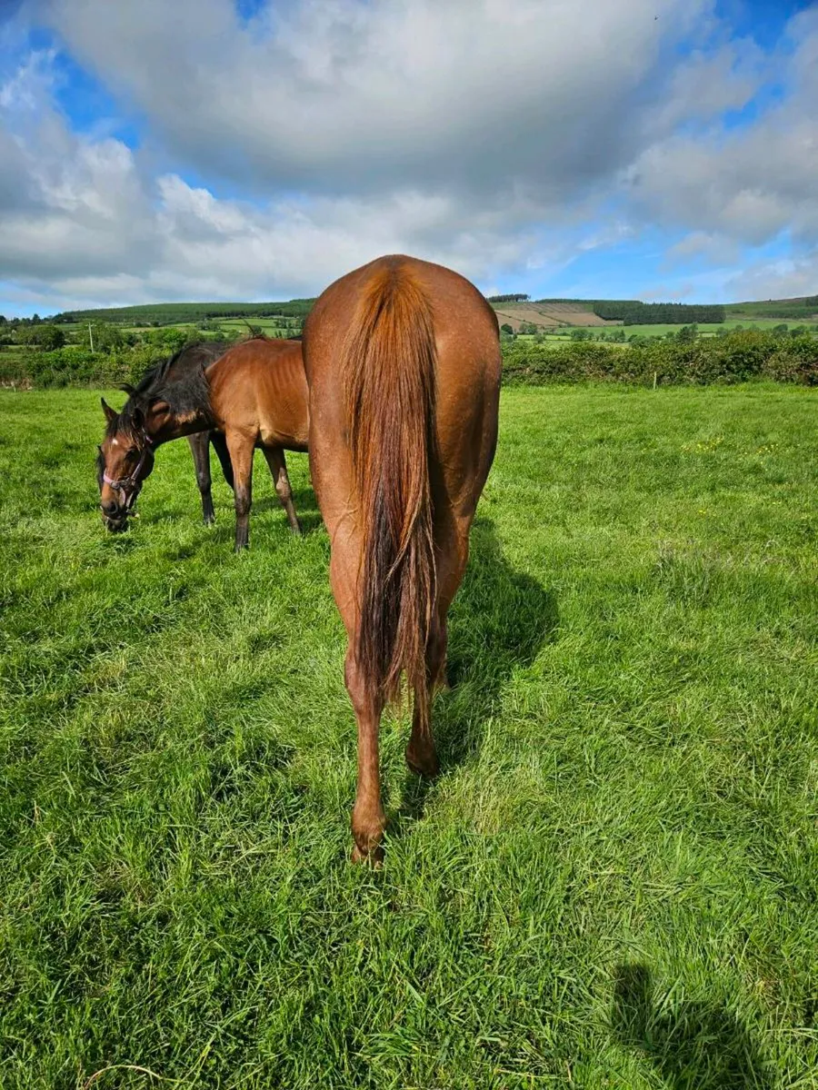 3 and 4 Year Old El Slavador Fillies - Image 3