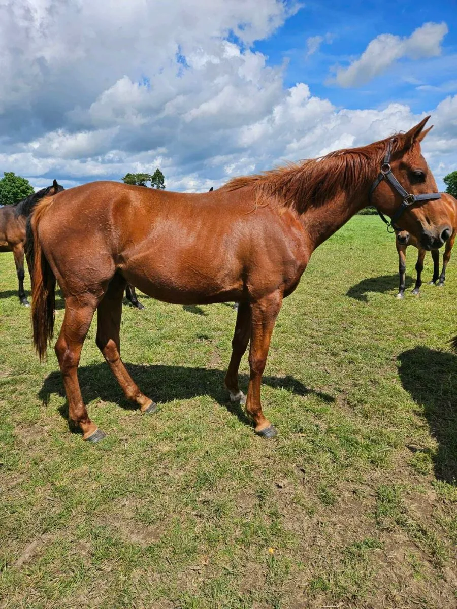 3 and 4 Year Old El Slavador Fillies - Image 4
