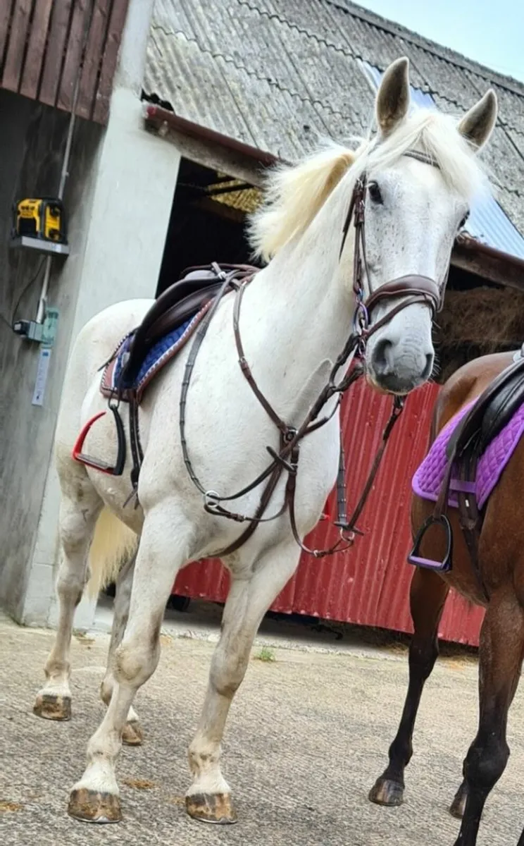 15, 2. Great all rounder / hunt horse 18 yrs young - Image 3