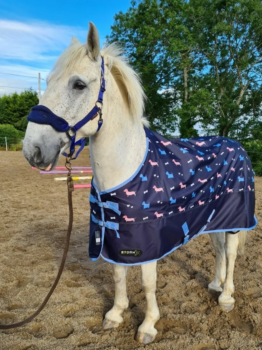 15, 2. Great all rounder / hunt horse 18 yrs young - Image 4