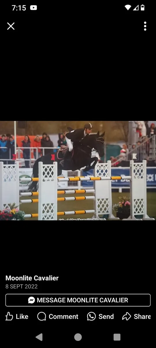 Sport horse fillys - Image 2