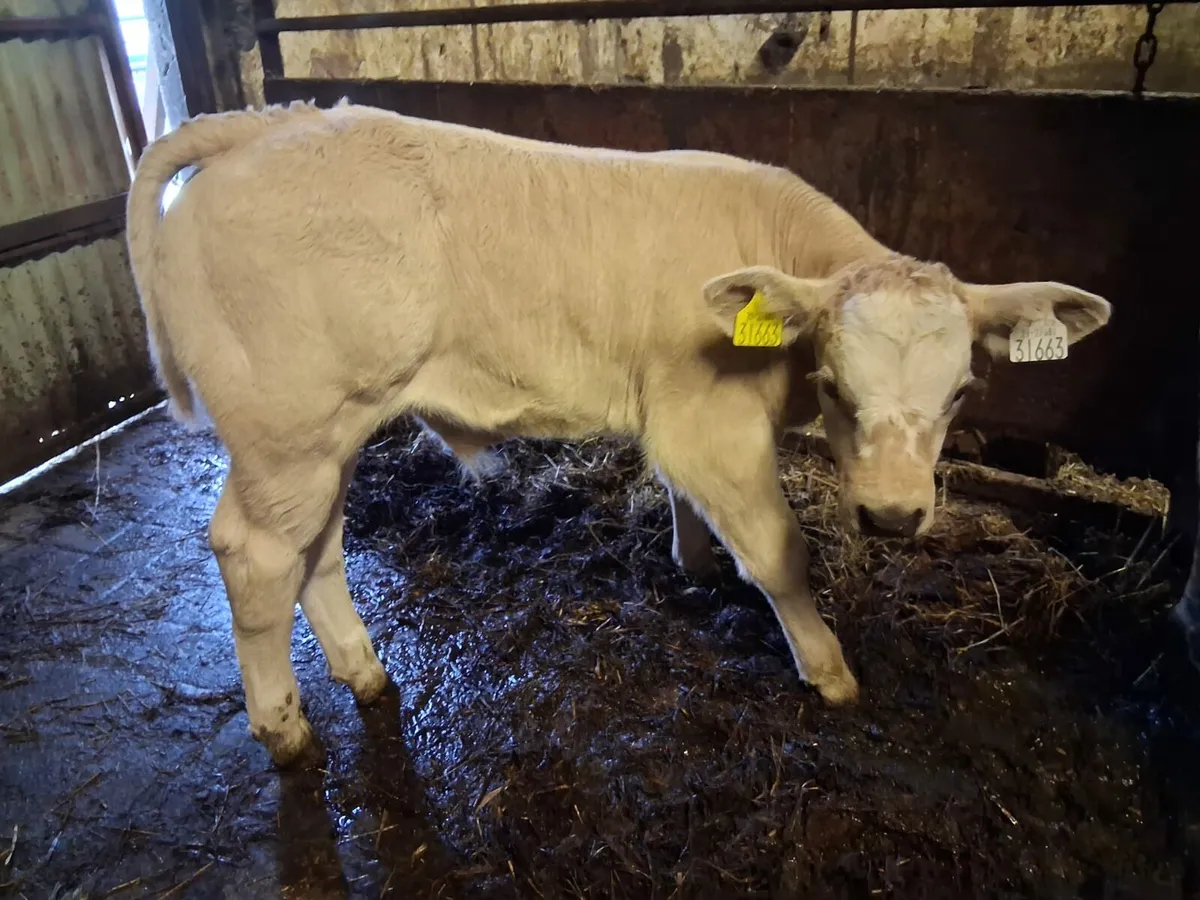 Super Charolais Bull Calf for BJD Mart tomorrow - Image 3