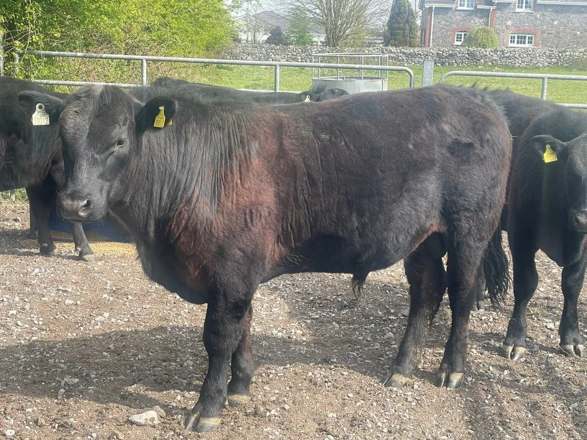 Pedigree Angus Bulls - Image 2