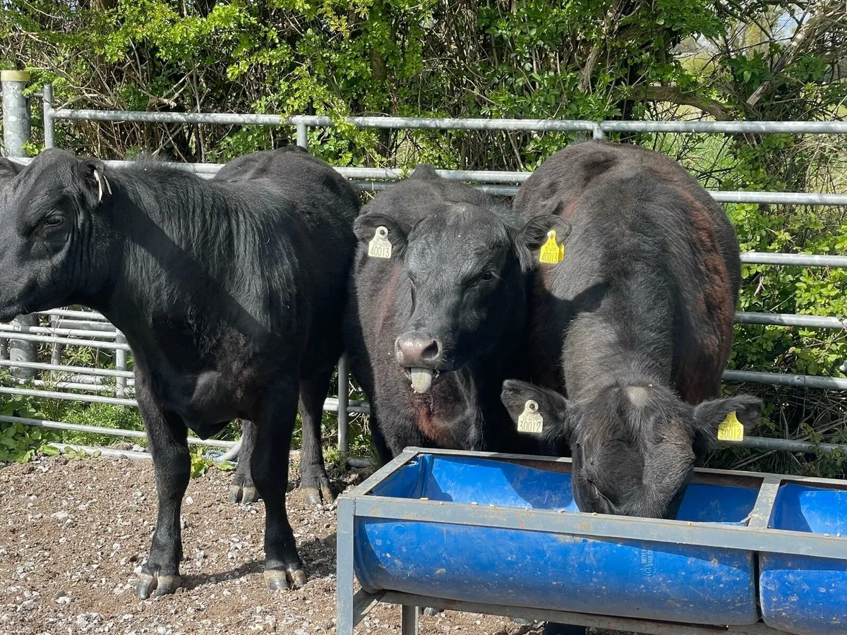 Pedigree Angus Bulls - Image 1