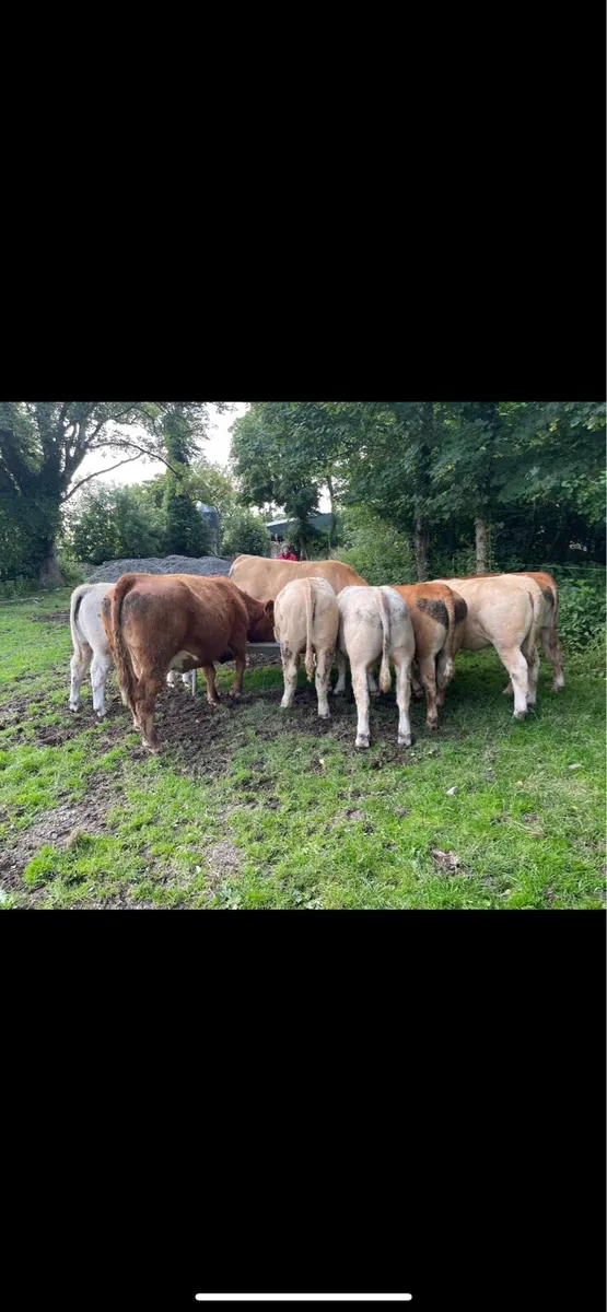 Suckler Bred Yearlings - Image 1