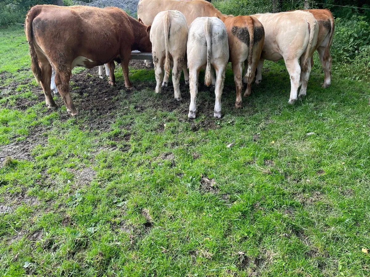 Suckler Bred Yearlings - Image 2