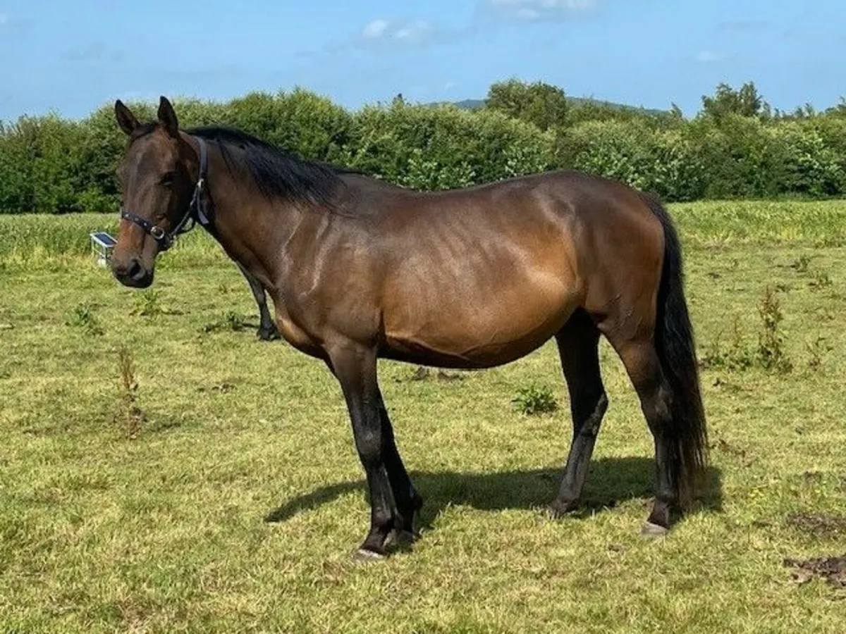 Two Sport Horse Mares in Foal for Sale - Image 1