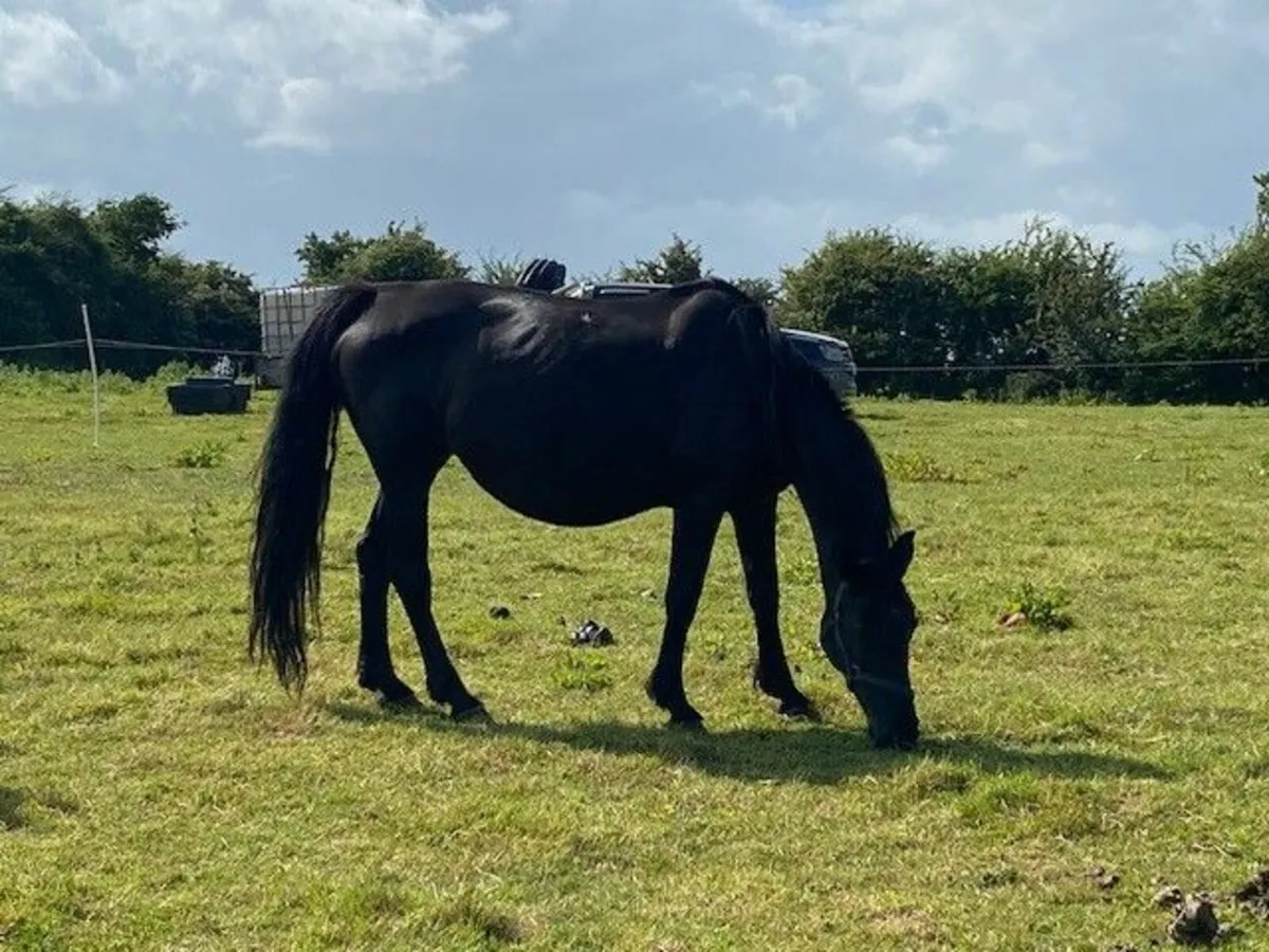 Two Sport Horse Mares in Foal for Sale - Image 2