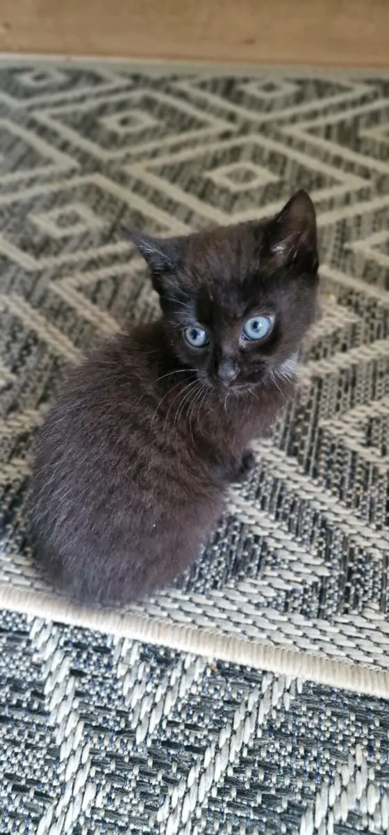 Kittens - Image 1