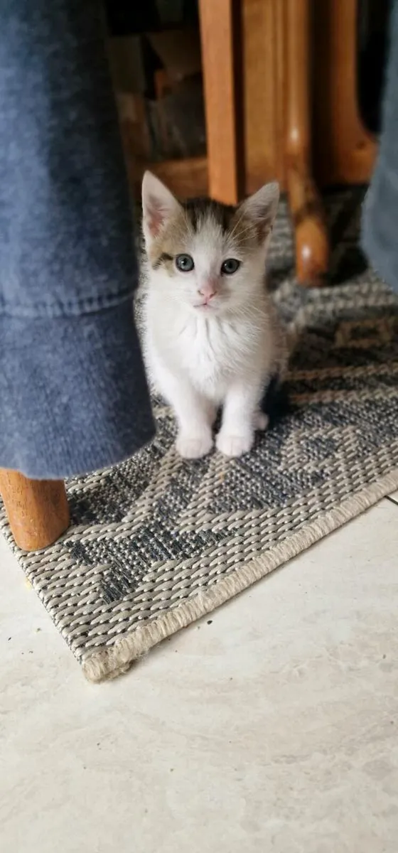 Kittens - Image 4