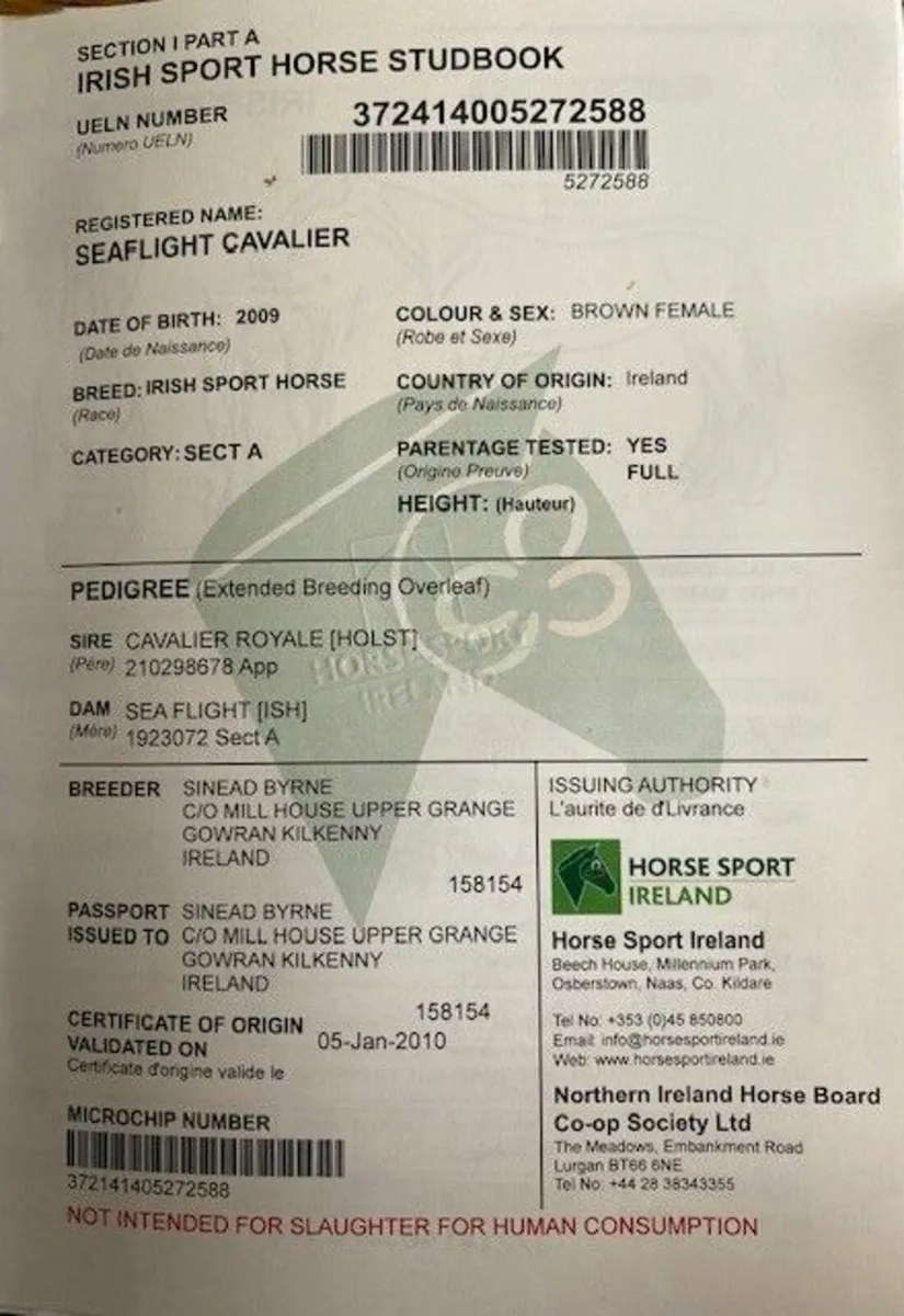 Two Sport Horse Mares in Foal for Sale - Image 4