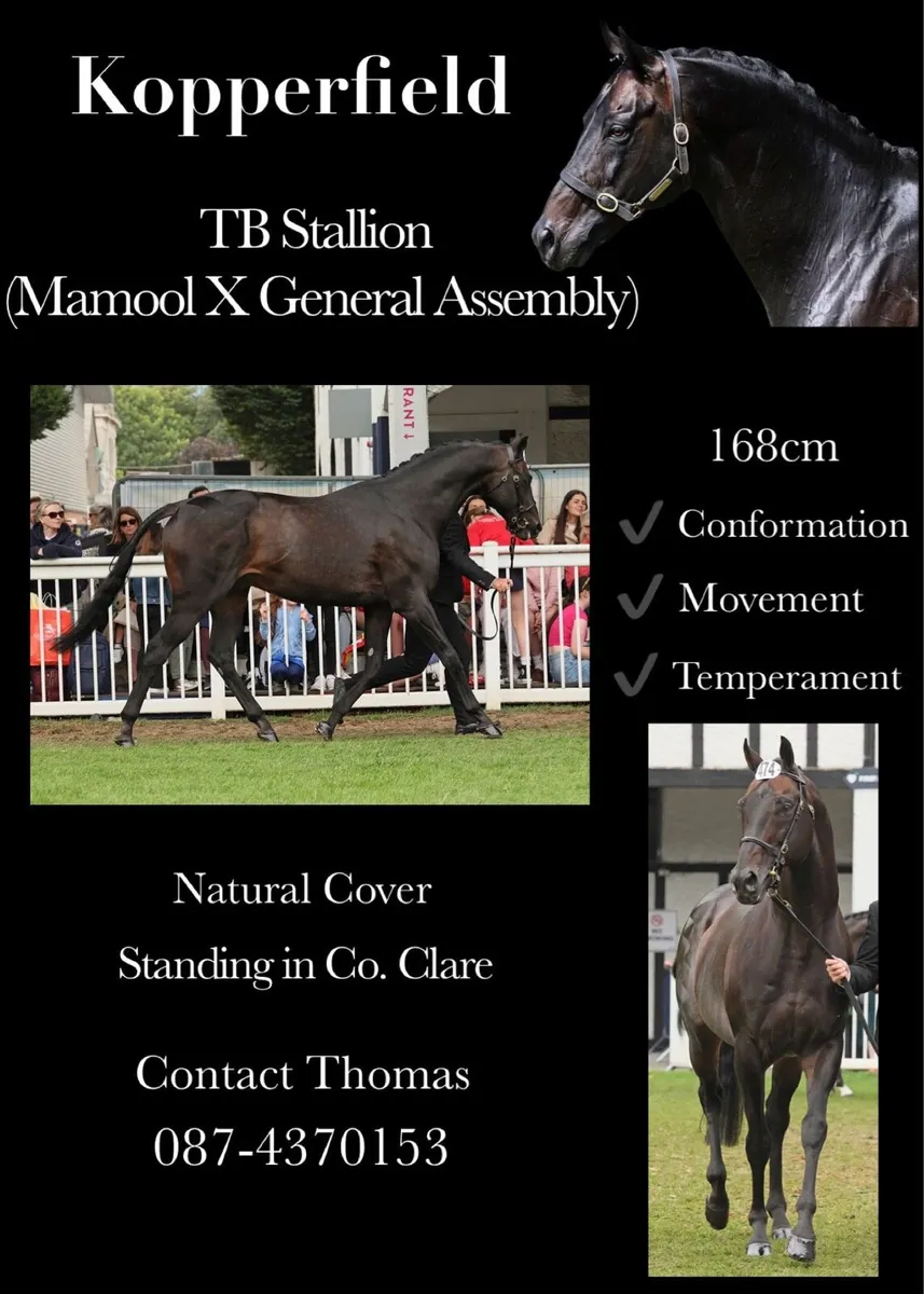 Kopperfield standing at stud - Image 2