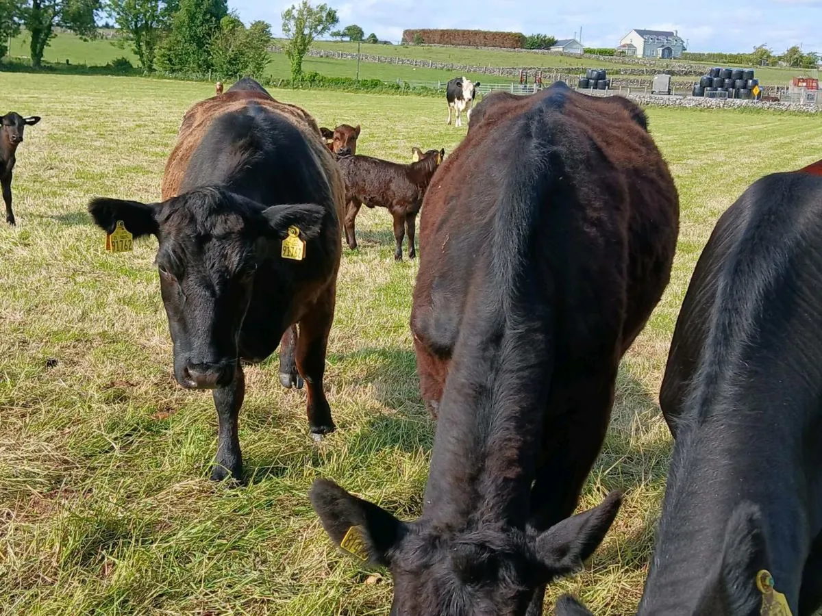 4 Angus/Hereford Cows With Calves At Foot - Image 2