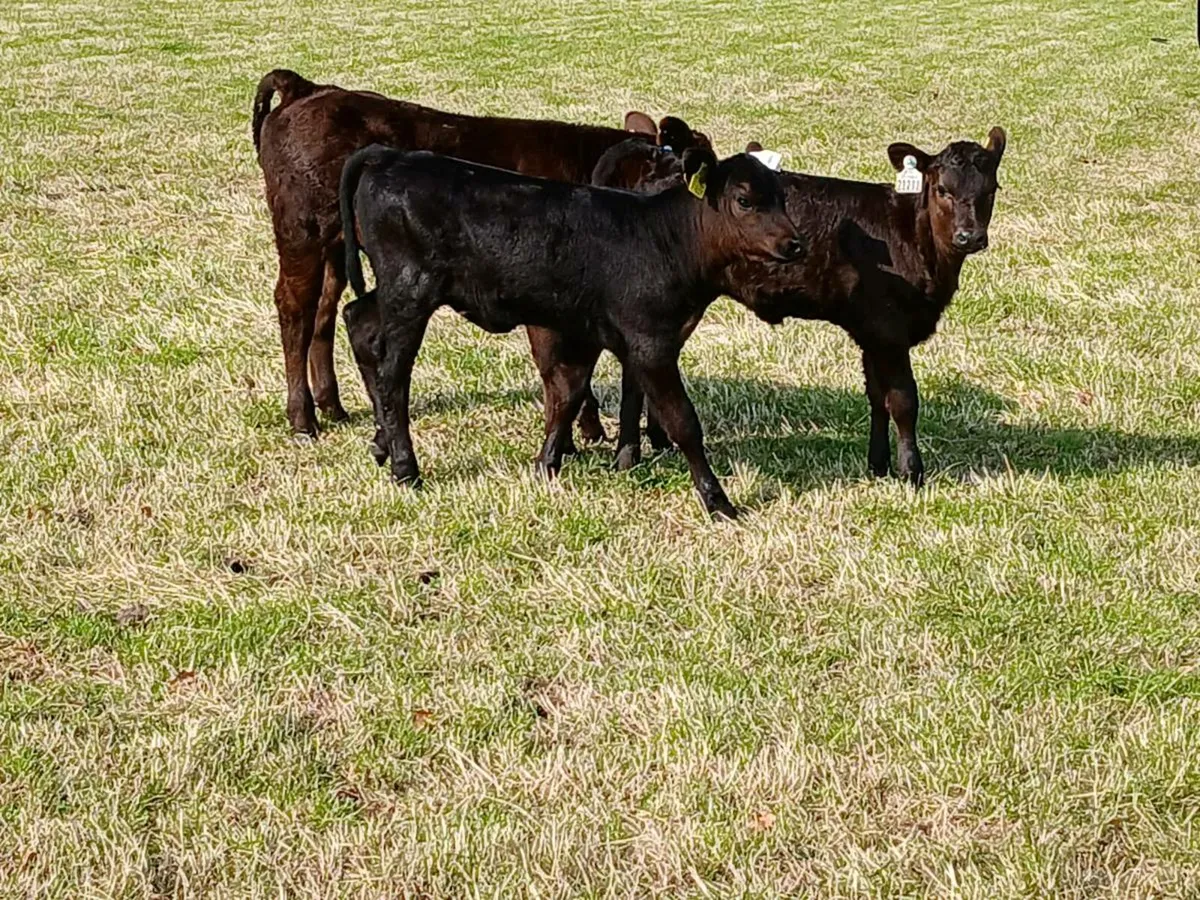 4 Angus/Hereford Cows With Calves At Foot - Image 3
