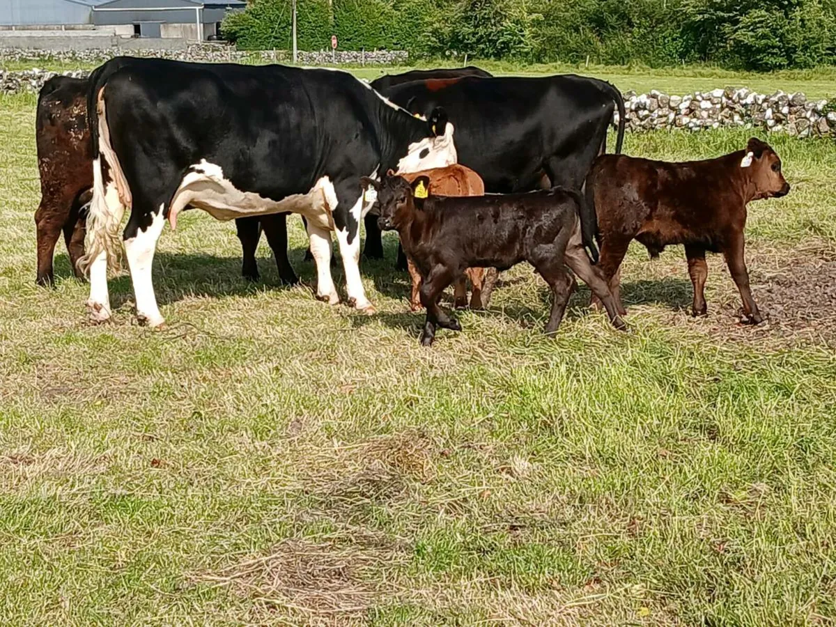4 Angus/Hereford Cows With Calves At Foot - Image 1