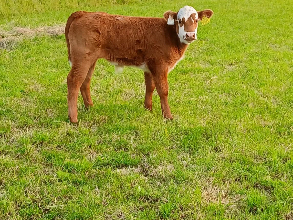 4 Angus/Hereford Cows With Calves At Foot - Image 4