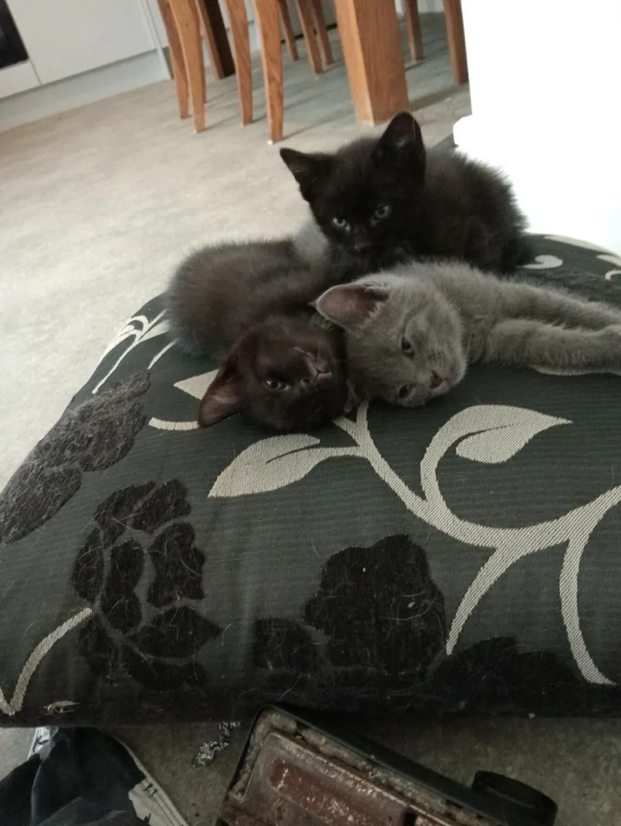 **Only black Male Left**Beautiful kittens - Image 1