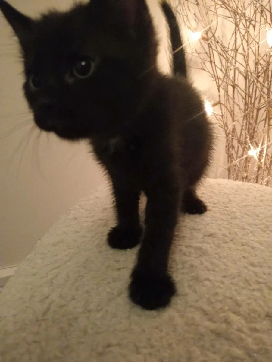 **Only black Male Left**Beautiful kittens - Image 3
