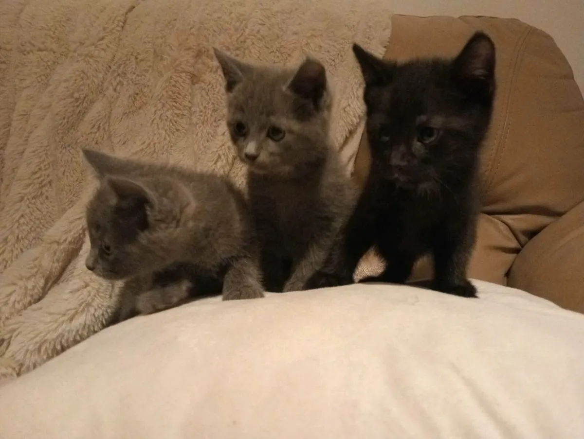 **Only black Male Left**Beautiful kittens - Image 4