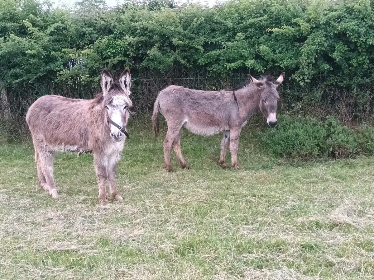 2 Mare Donkeys - Image 1