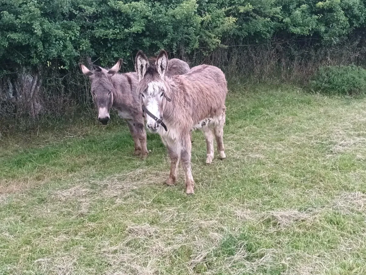 2 Mare Donkeys - Image 2