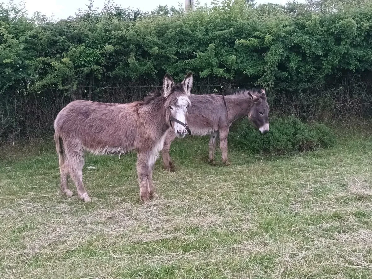 2 Mare Donkeys - Image 3