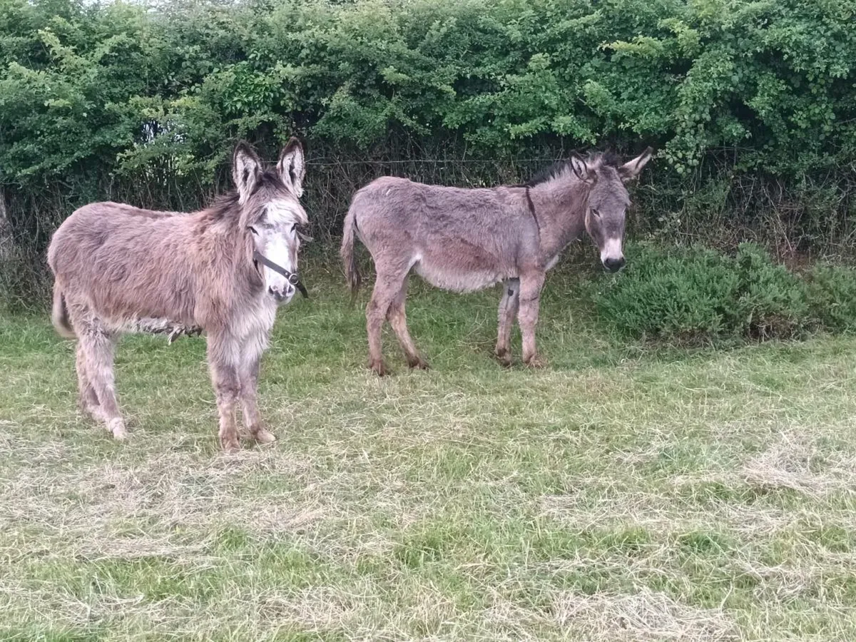 2 Mare Donkeys - Image 4