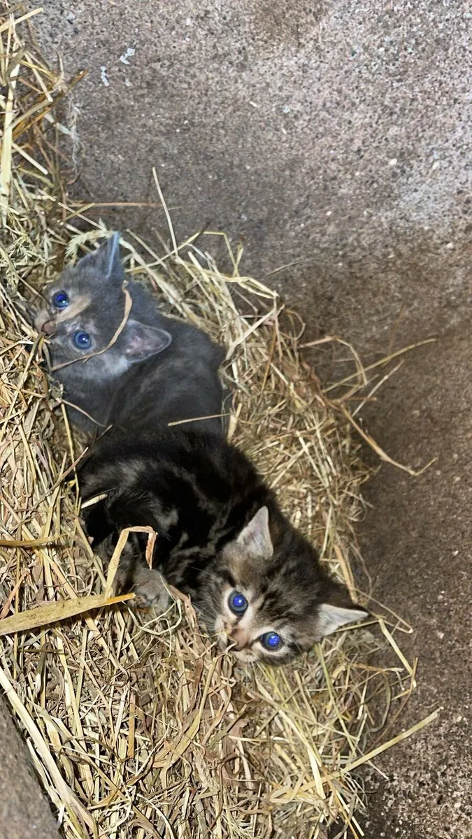 Kittens - Image 1