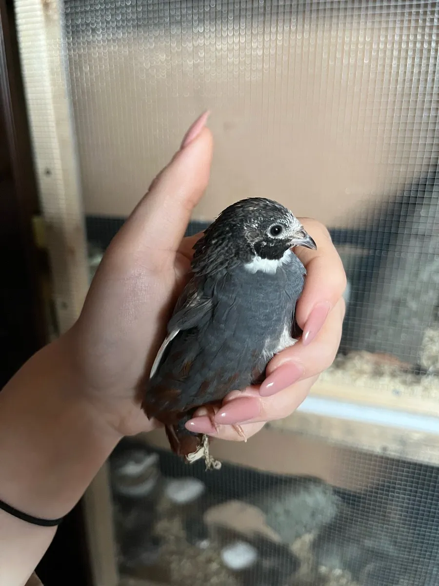 Male Button Quail trio - Image 3