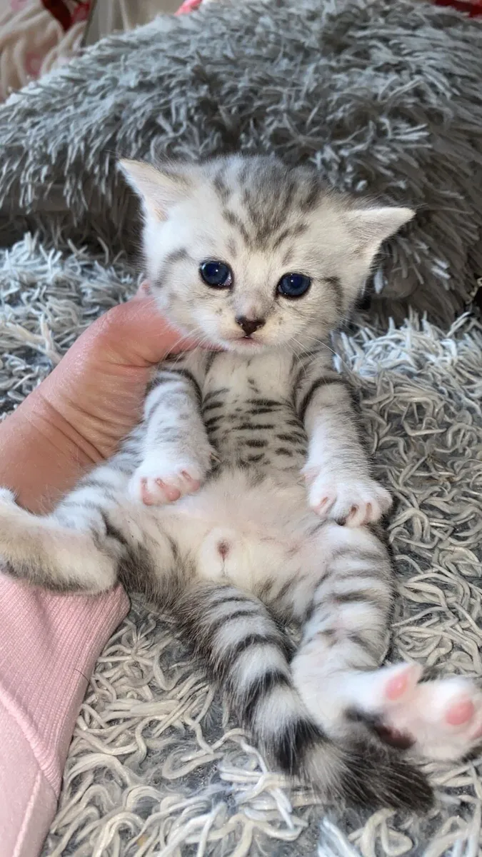 ✨Scottish straight kittens✨ - Image 1