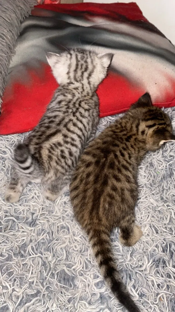 ✨Scottish straight kittens✨ - Image 3