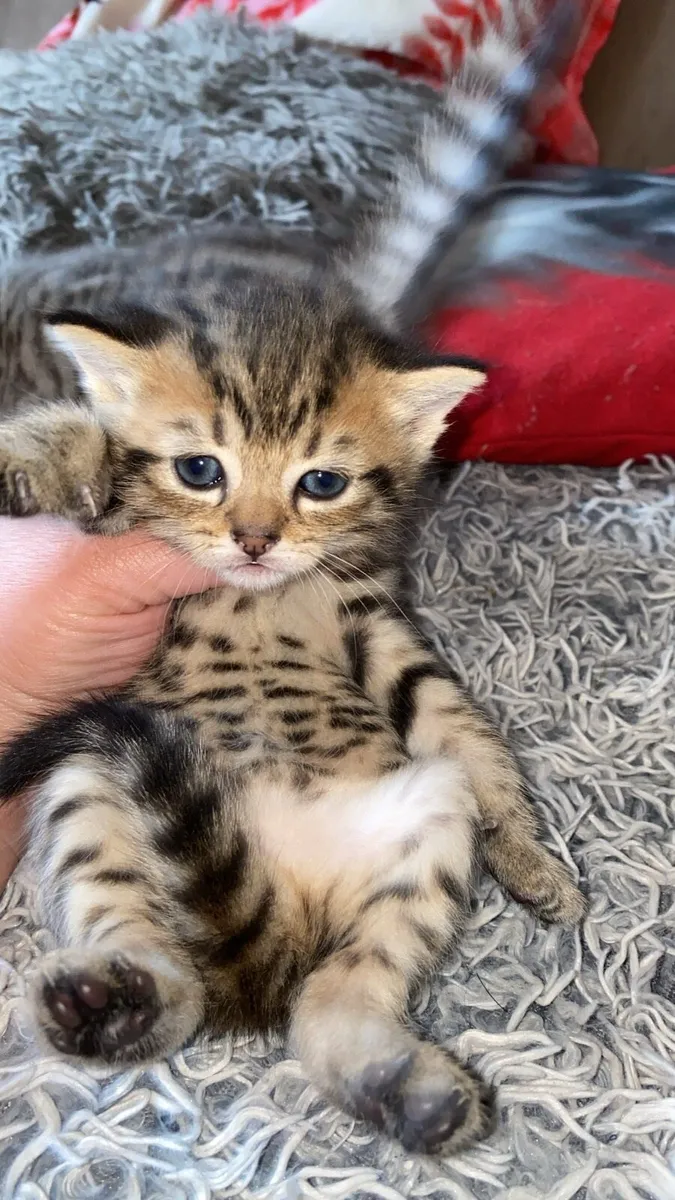 ✨Scottish straight kittens✨ - Image 4