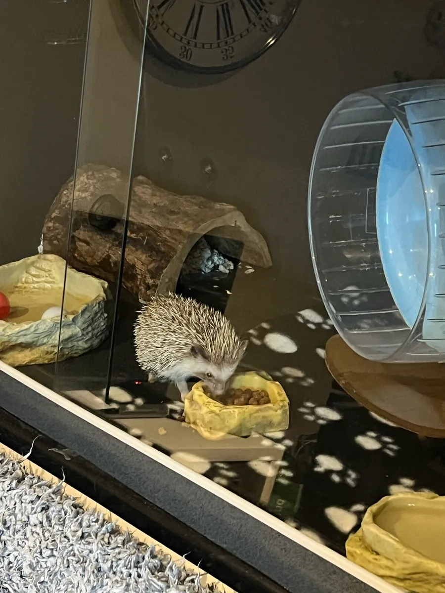 Pygmy Hedgehog - Image 1