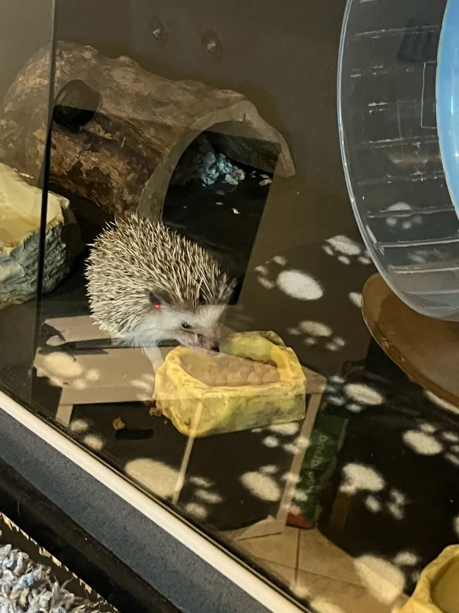 Pygmy Hedgehog - Image 2