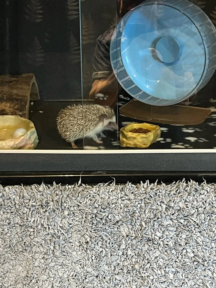 Pygmy Hedgehog - Image 3