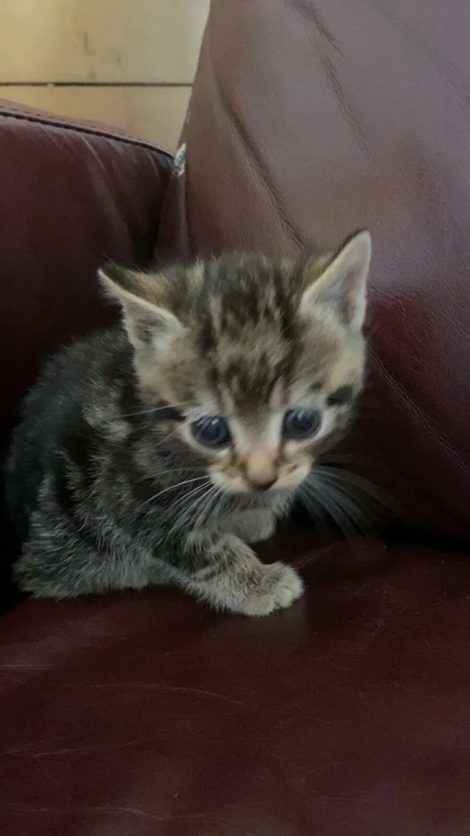 Kittens - Image 2