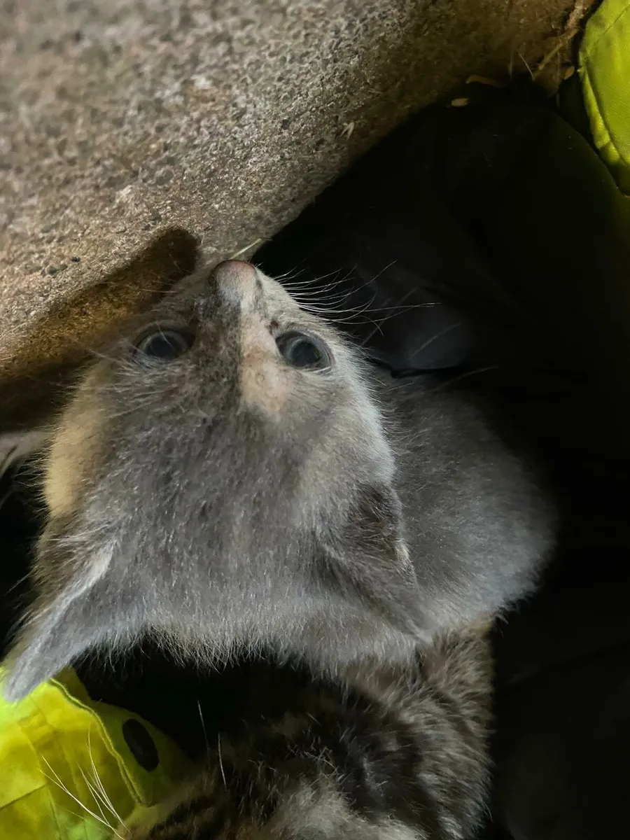 Kittens - Image 3