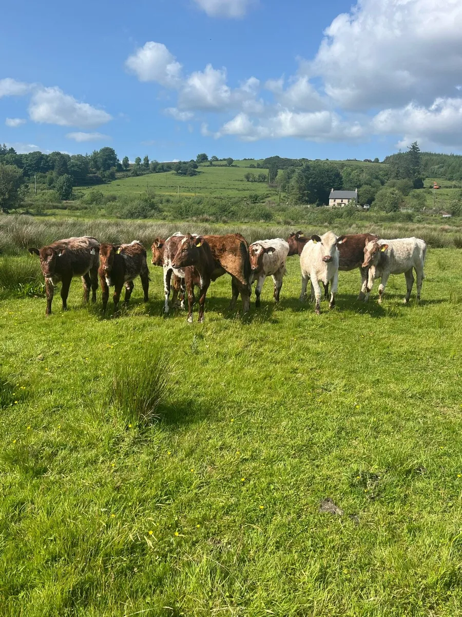ROAN HEIFERS - Image 1