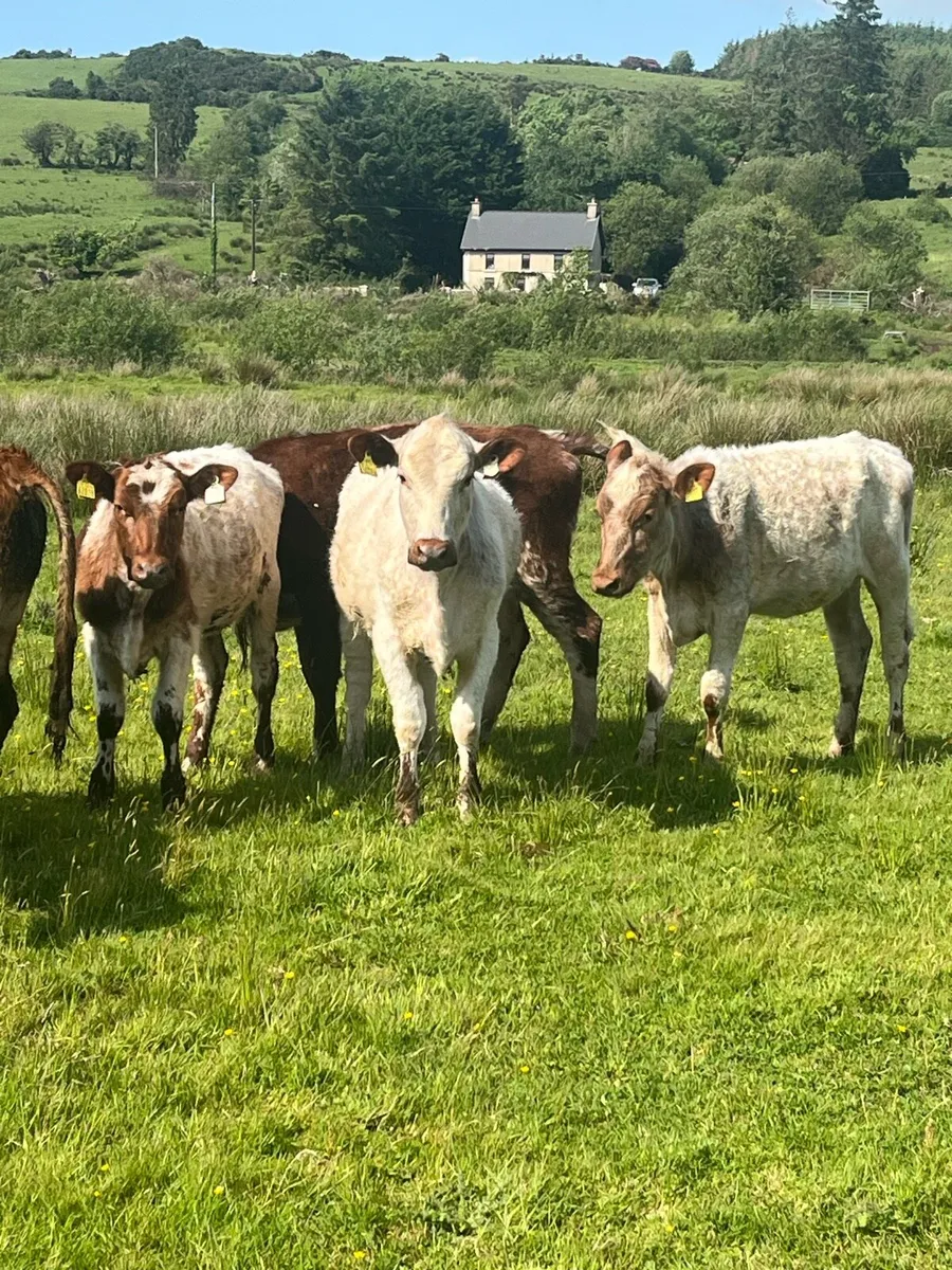ROAN HEIFERS - Image 2