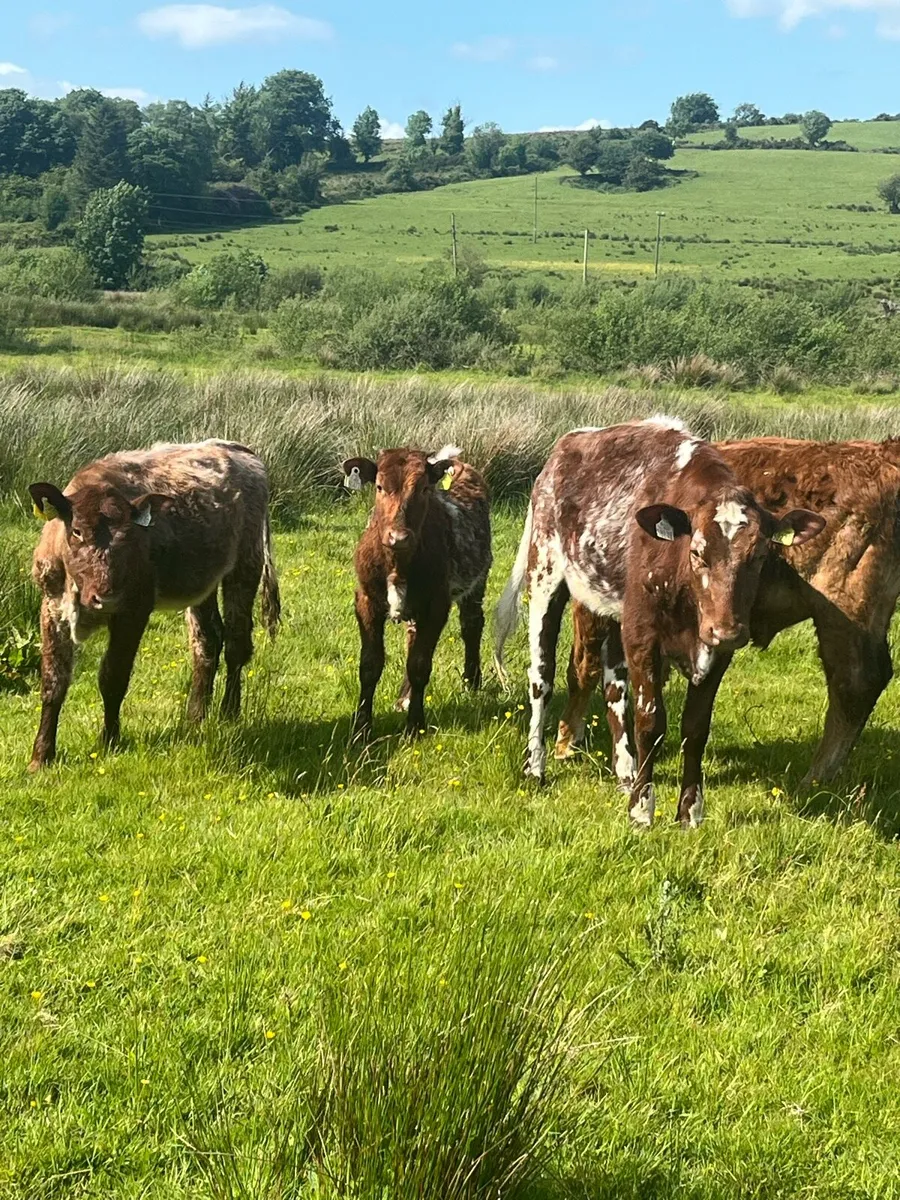 ROAN HEIFERS - Image 3