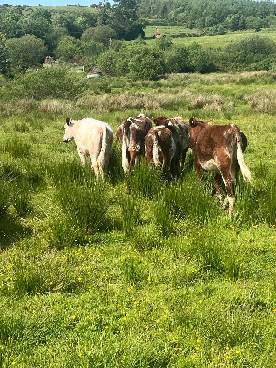 ROAN HEIFERS - Image 4