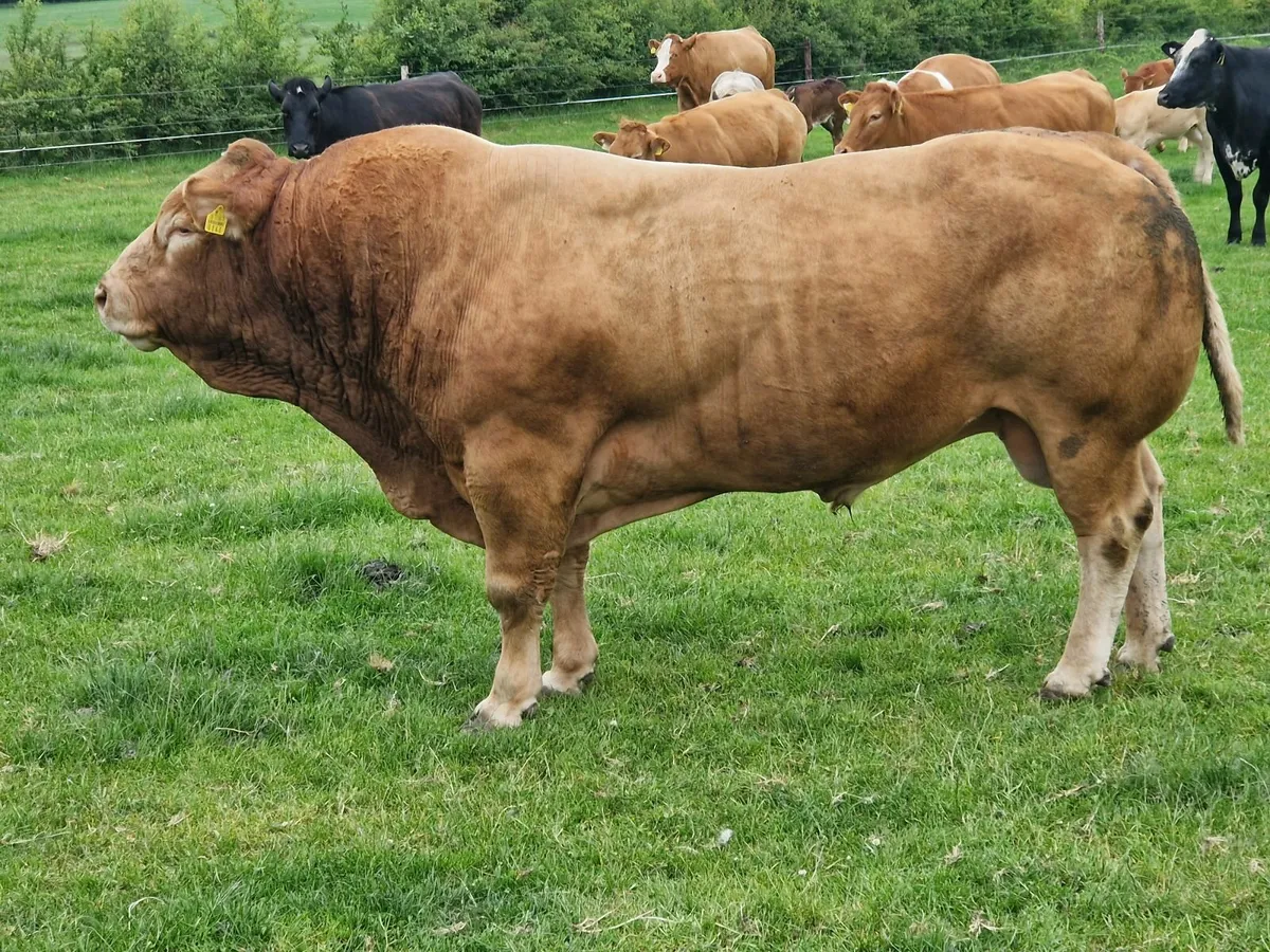 5 star Pb limo stock Bull - Image 1