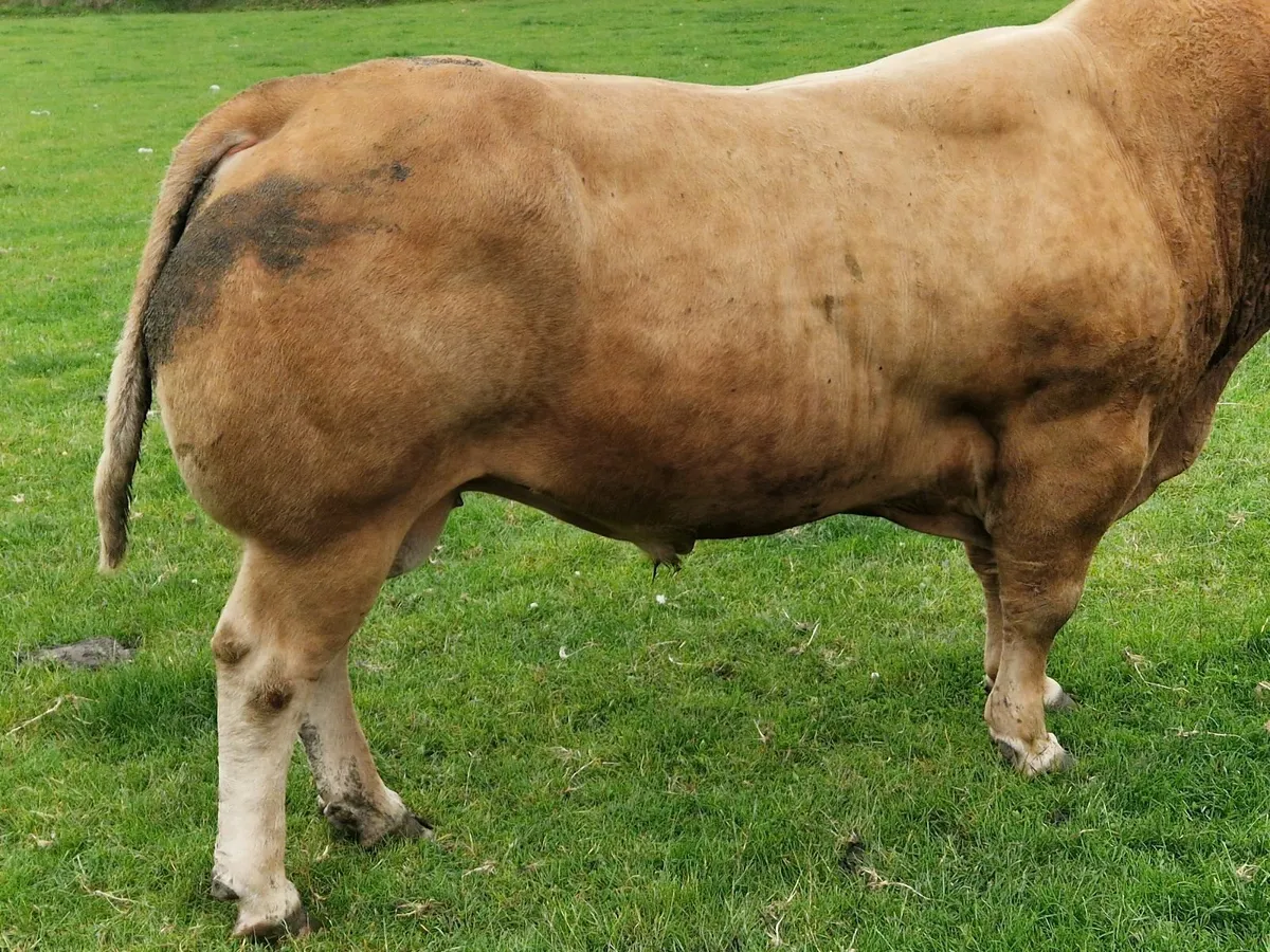 5 star Pb limo stock Bull - Image 2