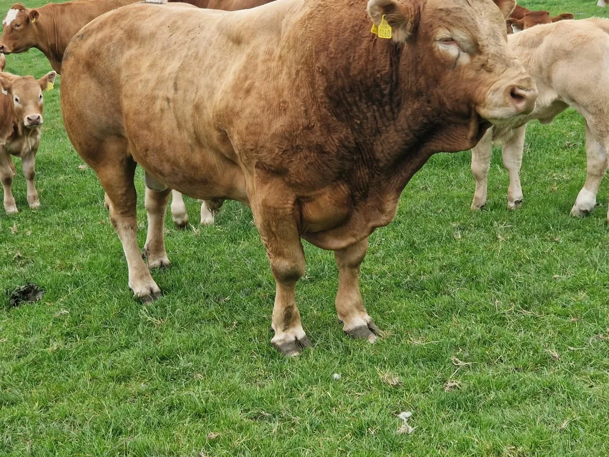 5 star Pb limo stock Bull - Image 3