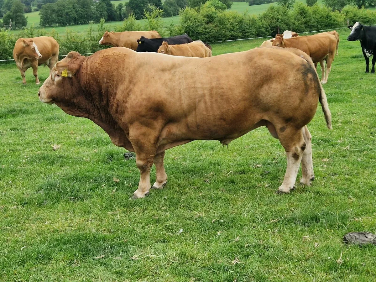 5 star Pb limo stock Bull - Image 4