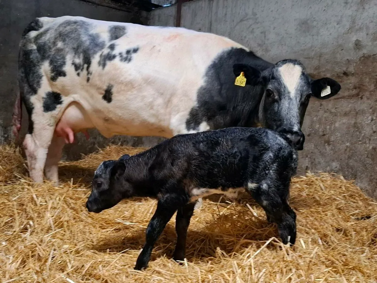 First calver just after calving heifer calf @ foot - Image 2