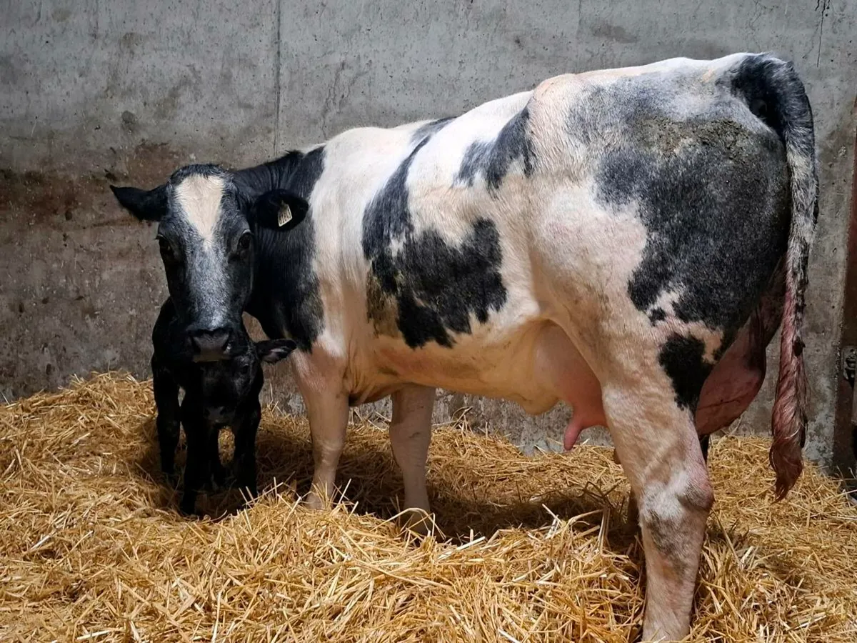 First calver just after calving heifer calf @ foot - Image 3