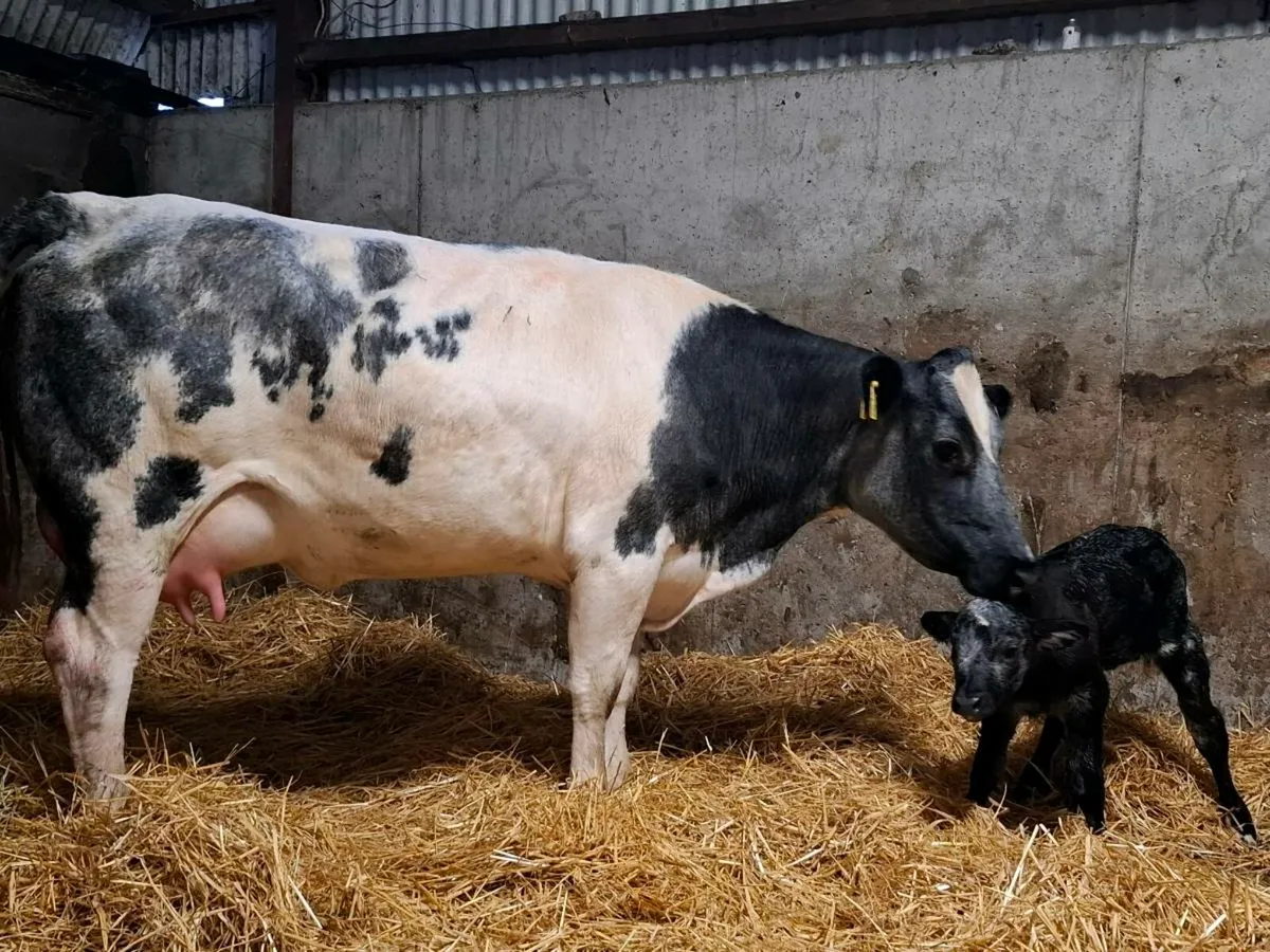 First calver just after calving heifer calf @ foot - Image 4