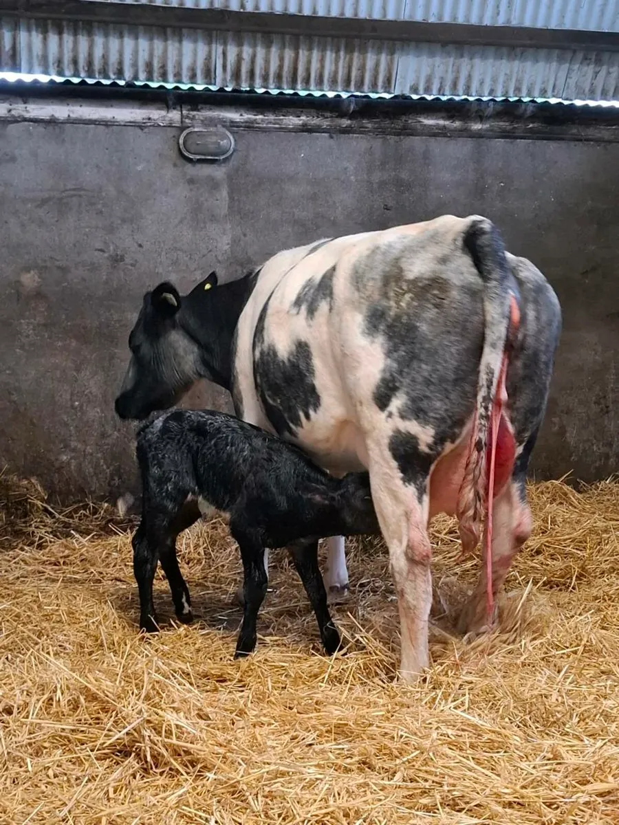 First calver just after calving heifer calf @ foot - Image 1